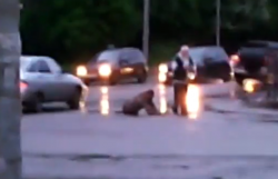 Видео: в Кирове пьяный мужчина на коленках переползал дорогу