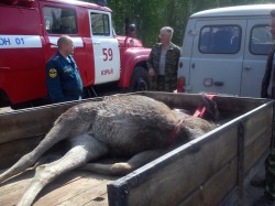 В Кировской области «Мерседес» сбил лося