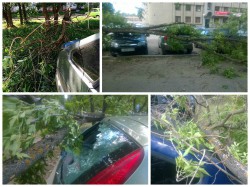 Сильный ветер в Кирове: на автомобили падают деревья