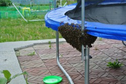 В сад кировчан прилетел рой пчел, чтобы пережить плохую погоду