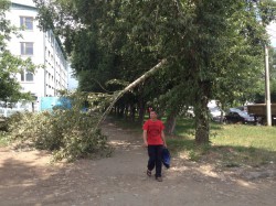 В Кирове над тротуаром нависло сломанное дерево