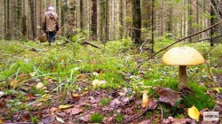 В Кировской области нашли пропавшую пенсионерку: женщина три дня провела в лесу