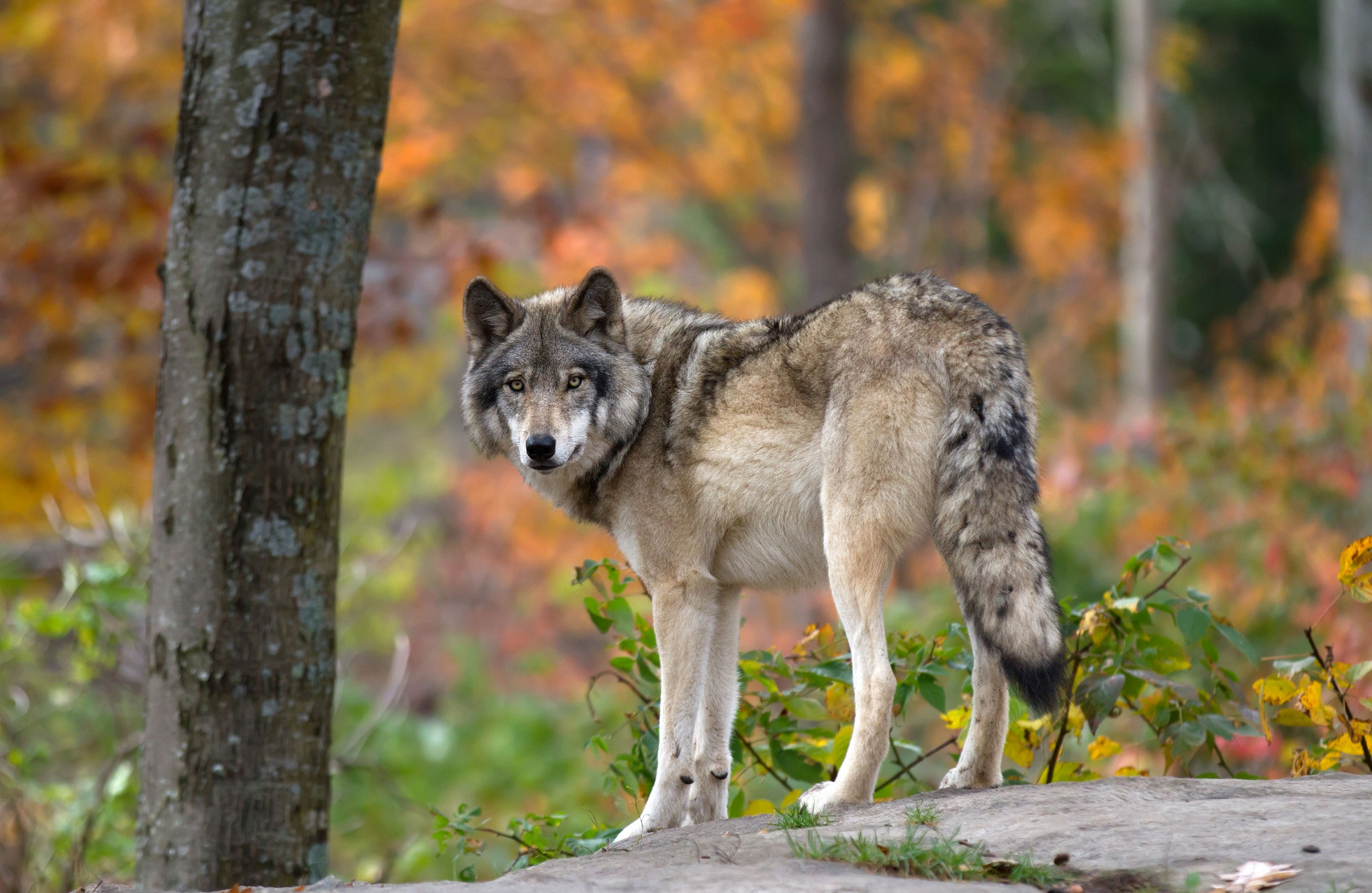 Звери Кировской области