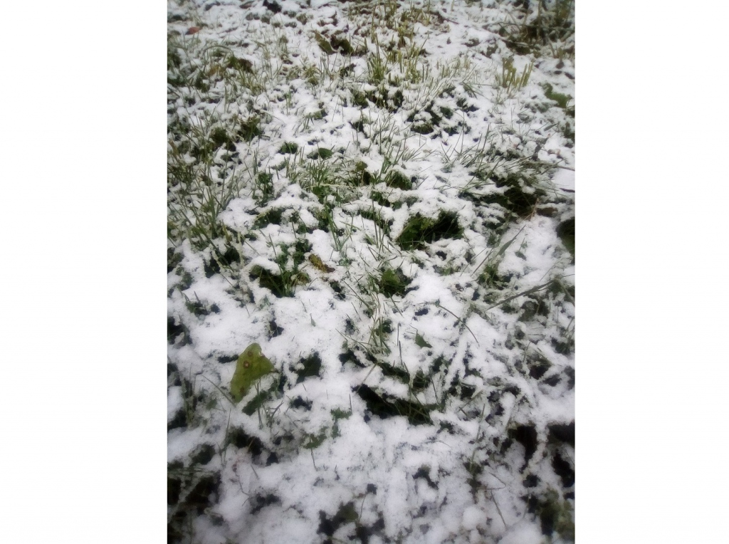 В области выпал снег. В Кировской области выпал снег. В Филипповке после заговенья выпал первый снег. В каком районе Кировской области выпал снег 2 июля. В Караганде выпал розовый снег фото.