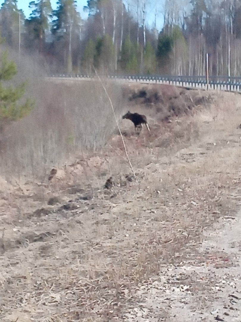 Сколько за сбитого лося. Авария с лосем в Кировской области. Штраф за сбитую лосиху. Штраф за сбитого лося на дороге.