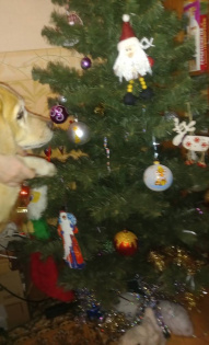 Елена Потехина 