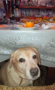 Елена Потехина 