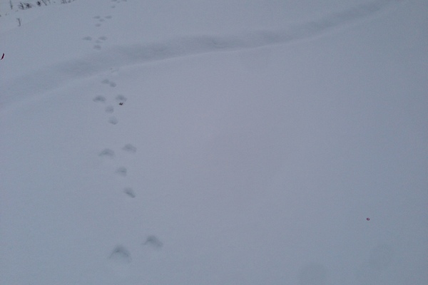 зайцы в слободском фото