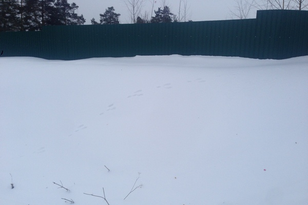 зайцы в слободском фото