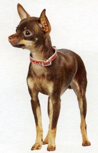 Фото собак с хвостиком и их порода