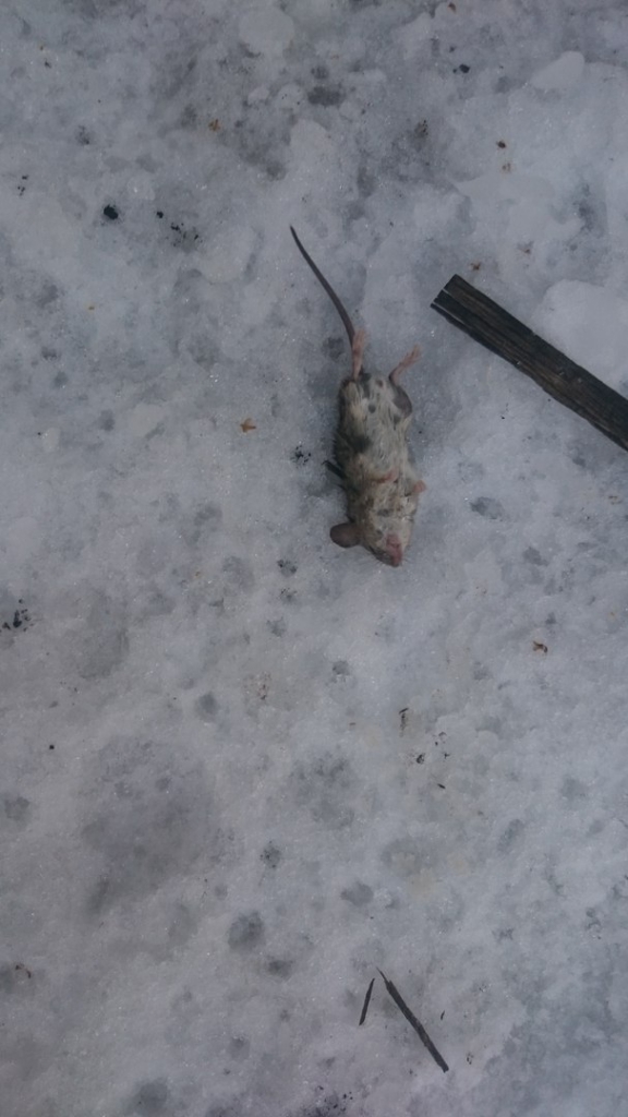 Изображение к жалобе