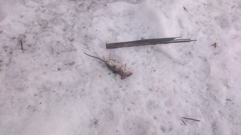 Изображение к жалобе