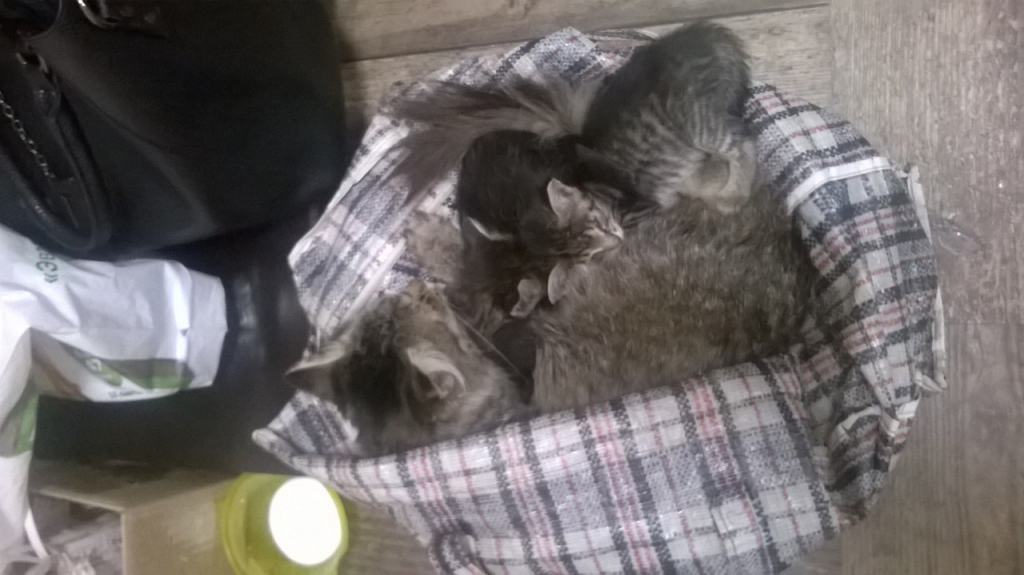 Изображение к жалобе