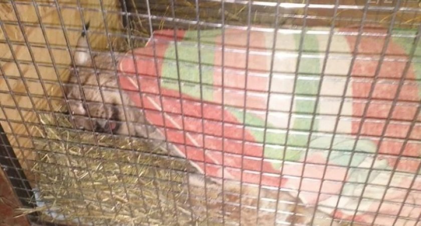  Пойманная в Кирове рысь оказалась самкой: животному провели полное обследование