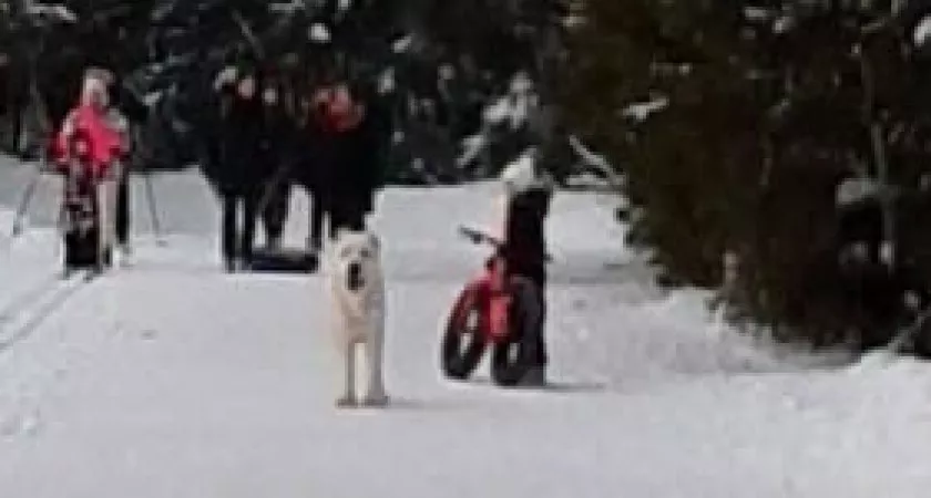 Фото к статье: "Хозяйка корги своим телом закрыла питомца": в Порошино на компанию напал алабай