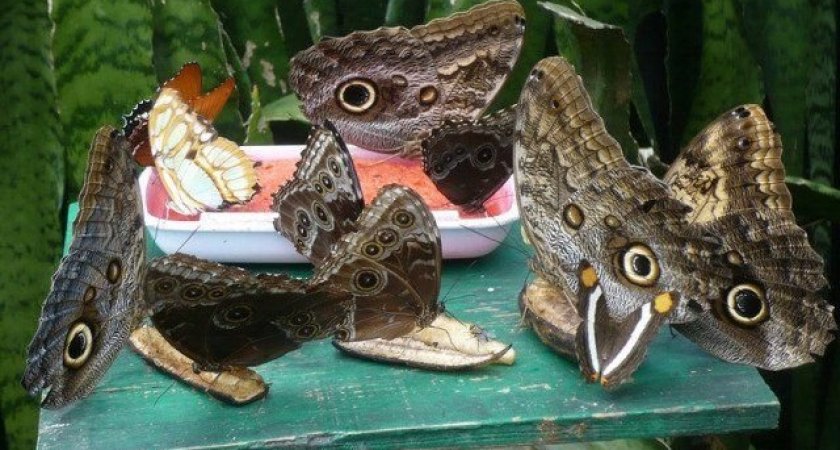Кировчанам предлагают купить ферму тропических бабочек 