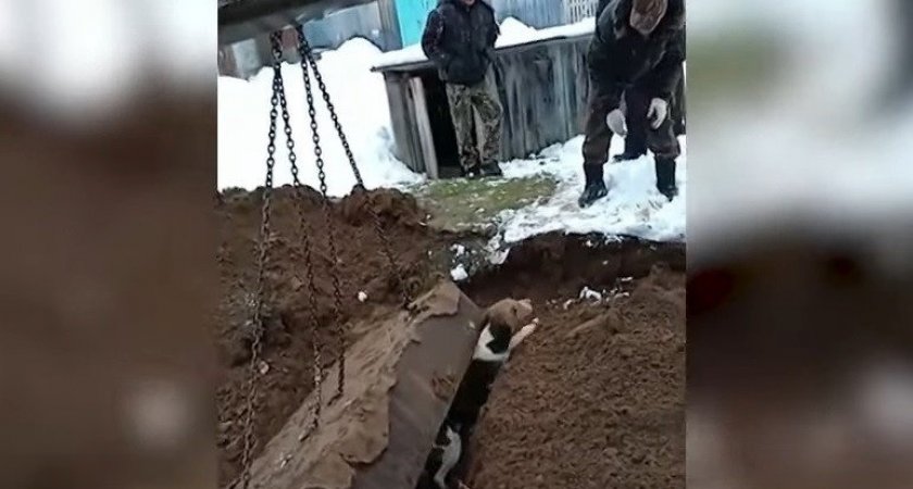 В Кировской области жители спасли застрявшую под бетонной плитой собаку
