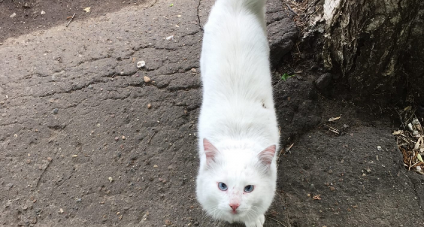 В Кирове любой желающий сможет помочь бездомным животным