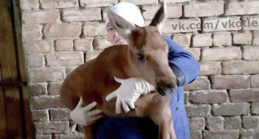 Спасенного в Кировской области лосенка загрызли собаки
