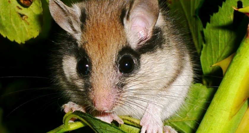 В Кировской области переиздадут Красную книгу