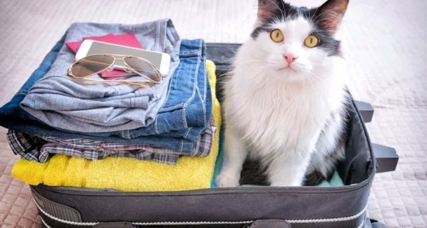 Где в Кирове найти гостиницу для питомцев с хорошими условиями? 