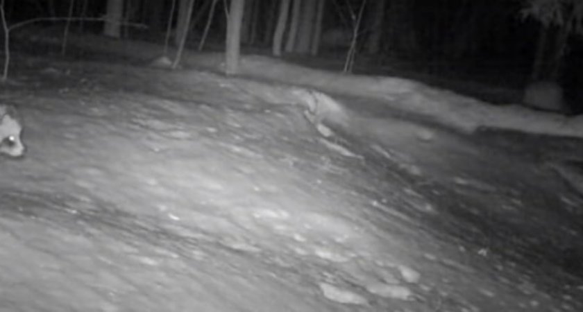 Фотоловушки в заповеднике "Нургуш" засняли будни рыси, бобров и енотовидных собак