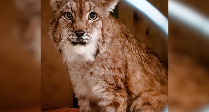 Пойманная в Кирове рысь Мира отправится в новосибирский хоспис "Дом тигра"