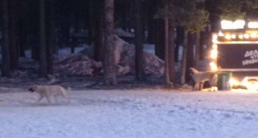 В Кирове два алабая напали на семейную пару