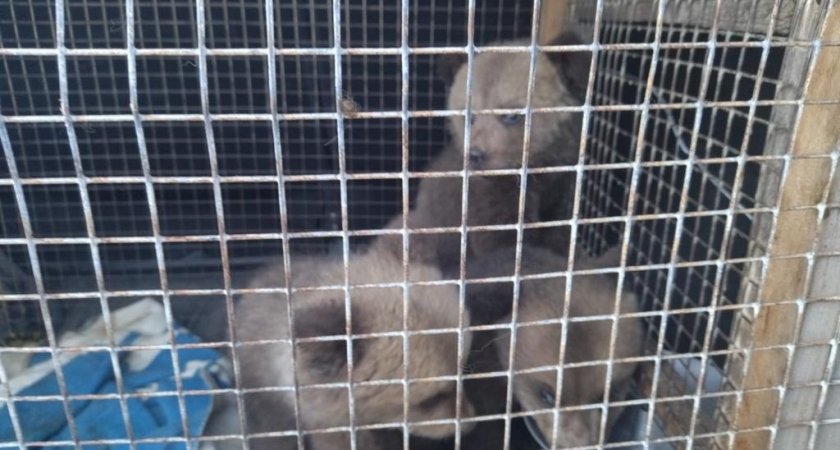 Спасенных в Кировской области медвежат отправили в Тверскую область