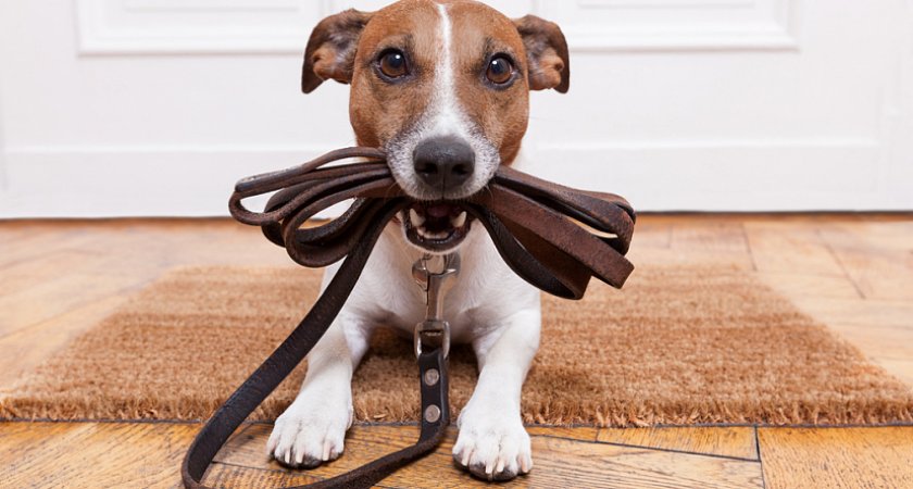 Где найти гостиницу для питомцев с хорошими условиями?