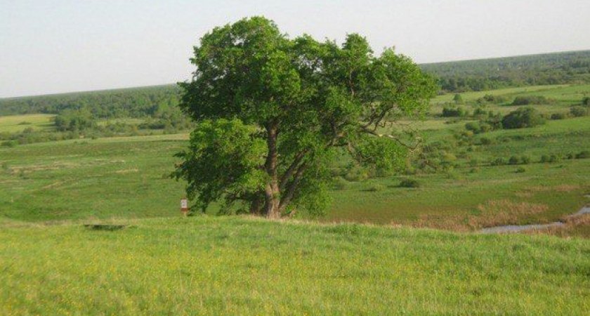 Вяз из Кировской области претендует на звание "Российское дерево года – 2022"