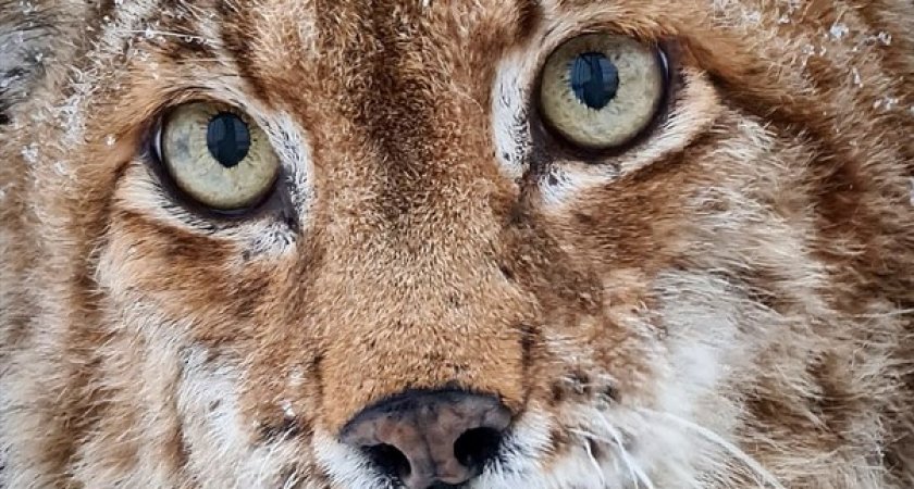 Рысь из Кирова лечат антидепрессантами