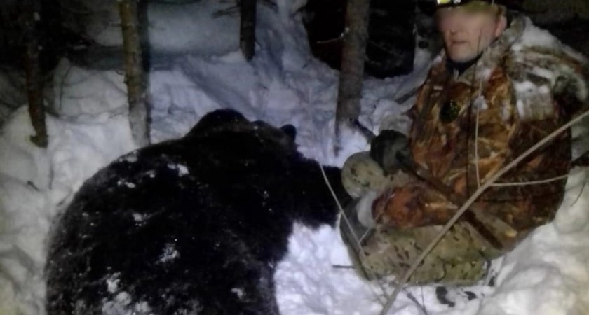 В Кировской области из-за добычи зараженного личинками медведя ввели карантин