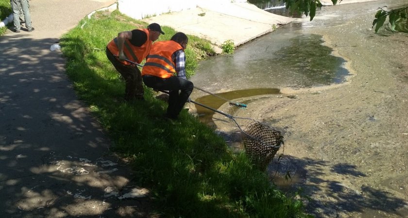 Власти ответили на жалобы кировчан на грязные пруды в парке имени Кирова