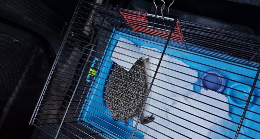 В Кировской области сотрудники заповедника спасли застрявшего ежика