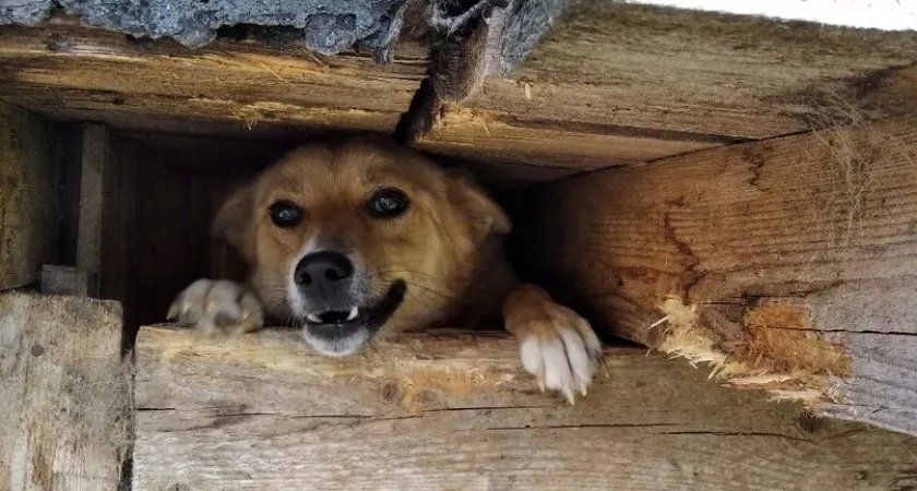 В Кировской области откроется государственный приют для животных