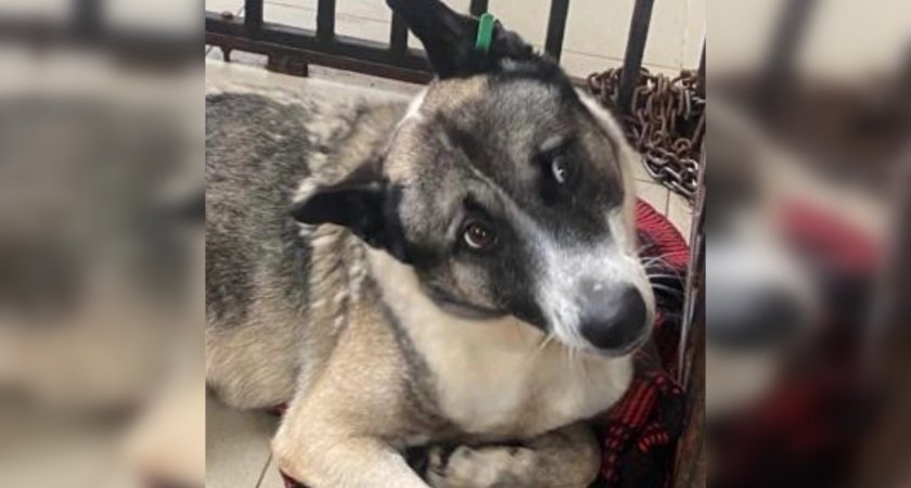 "Дай лапу, друг!": как кировчане могут помочь бездомным животным