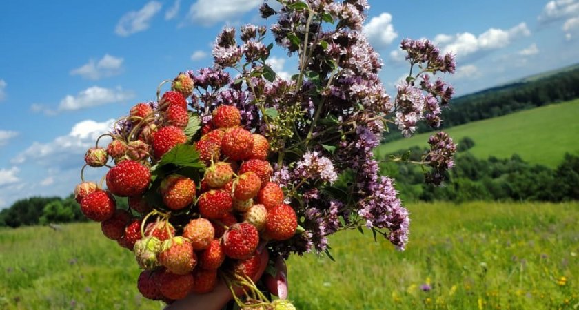 "Это большой труд": жители Кировской области делятся ягодными "уловами"