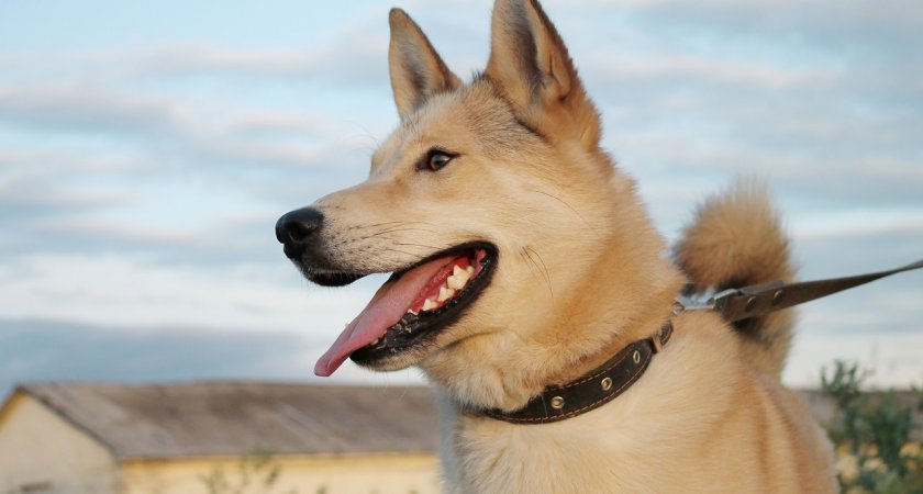 Власти Кирова определят места, где можно выгуливать собак