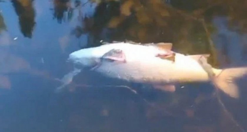 В Кировской области из-за загрязнения в реке погибла рыба