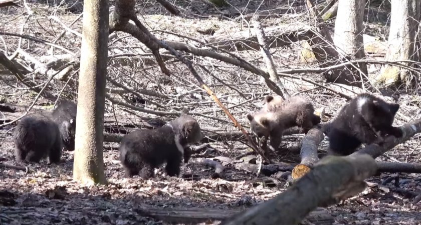 Чиновники рассказали, как сейчас живут медвежата из Оричевского и Нолинского районов