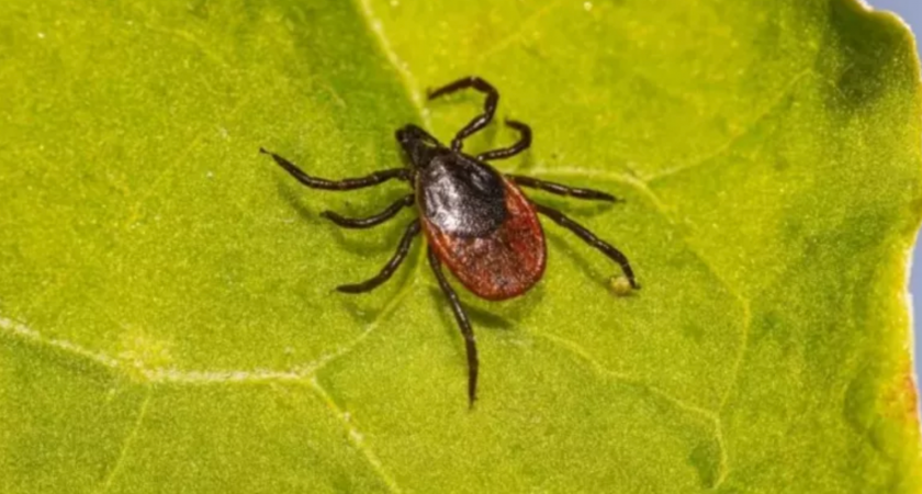 В Кировской области от клещей пострадали более 23 тысяч человек