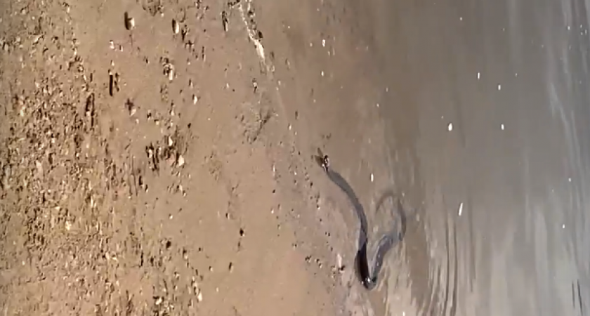 На кировских пляжах обитают змеи