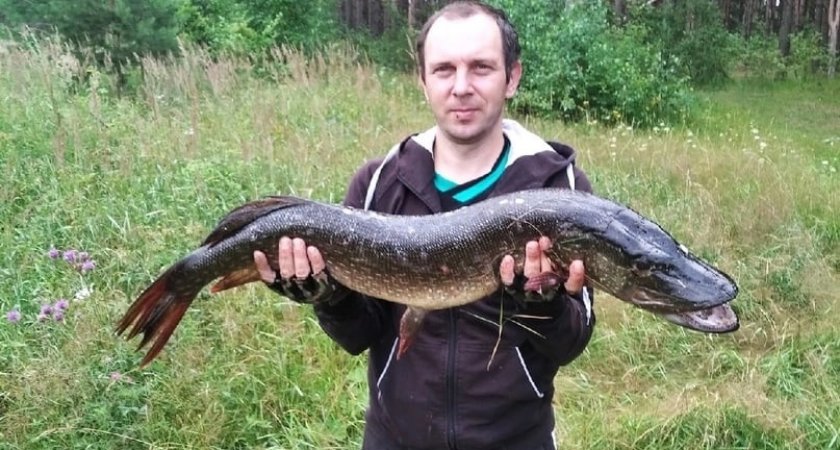 Житель Кировской области выловил в пруду огромную щуку