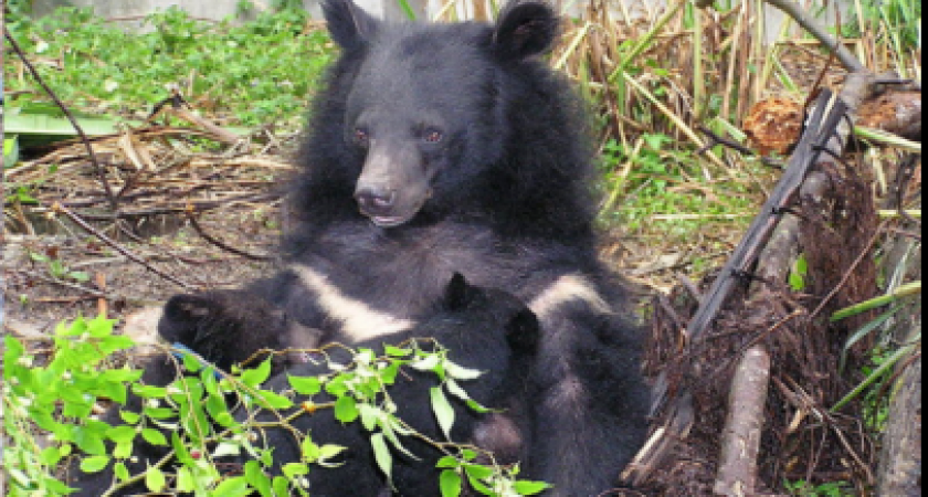 В Кировской области нашли медведя с опасными паразитами