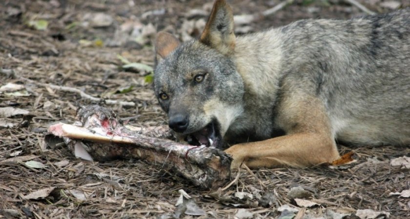 В Кировской области волки заходят в населенные пункты и нападают на телят