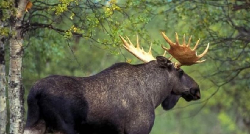 В Кировской области открывается сезон охоты
