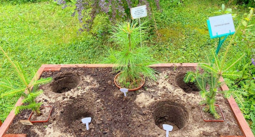 "Есть вещи, которые нельзя совершать": в Кирове обокрали ботанический сад