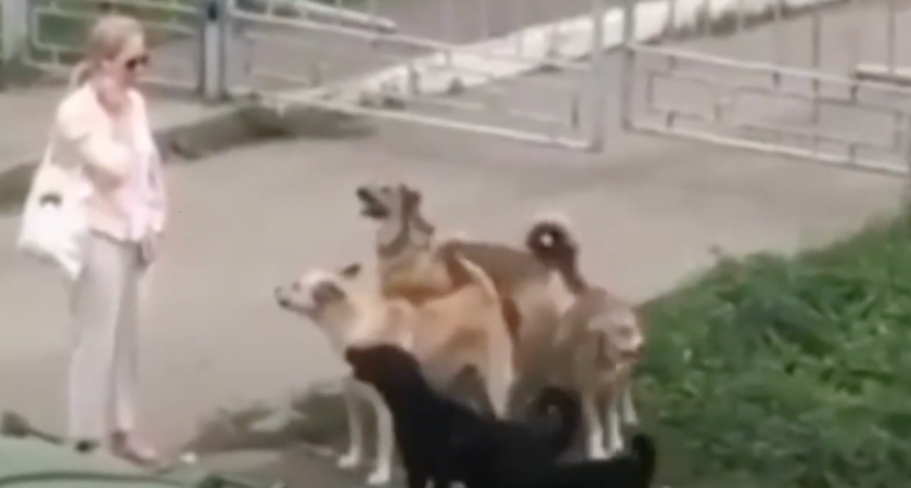 В Кировской области шесть собак покусали людей и лабрадора