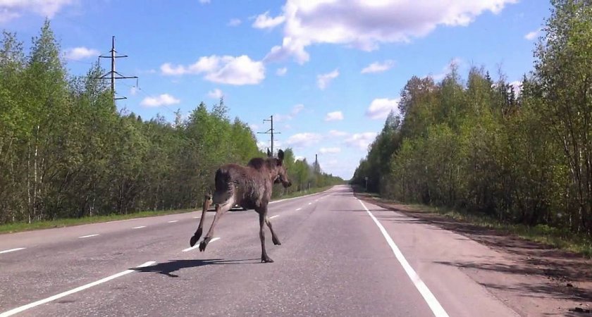 Водителей в Кировской области предупреждают об опасности на дорогах